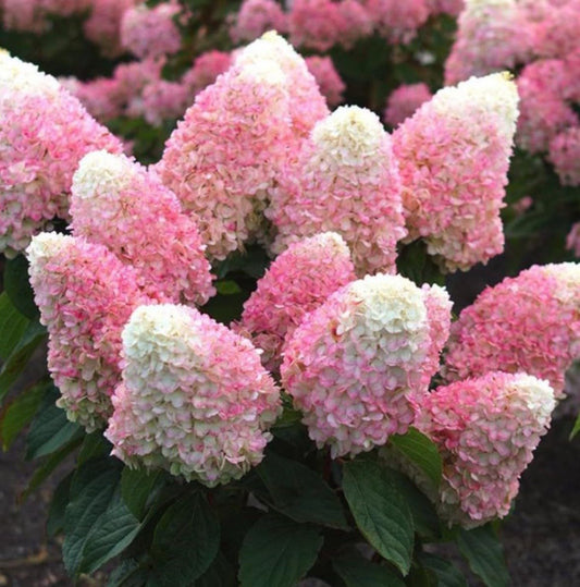 Live Plant - Hydrangea Well Rooted Starter Plant