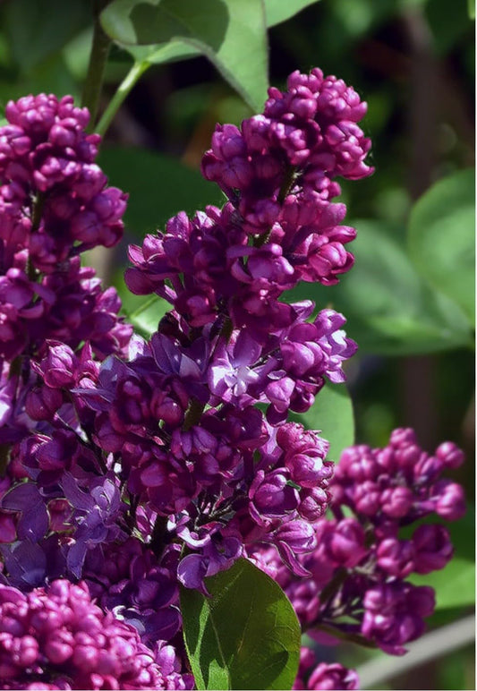 Live Plant - Congo LilacSyringa VulgarisSmall Well Rooted Starter Plant4-8” Tall
