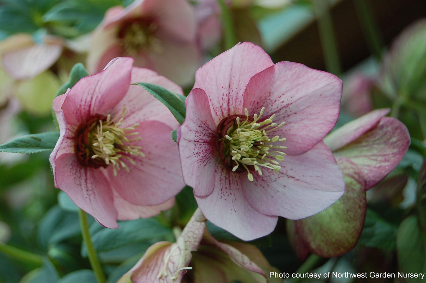Perennial Farm Marketplace Helleborus x Winter Jewels 'Cherry Blossom' (Lenten Rose) Perennial, 1 Quart, Red Flowers