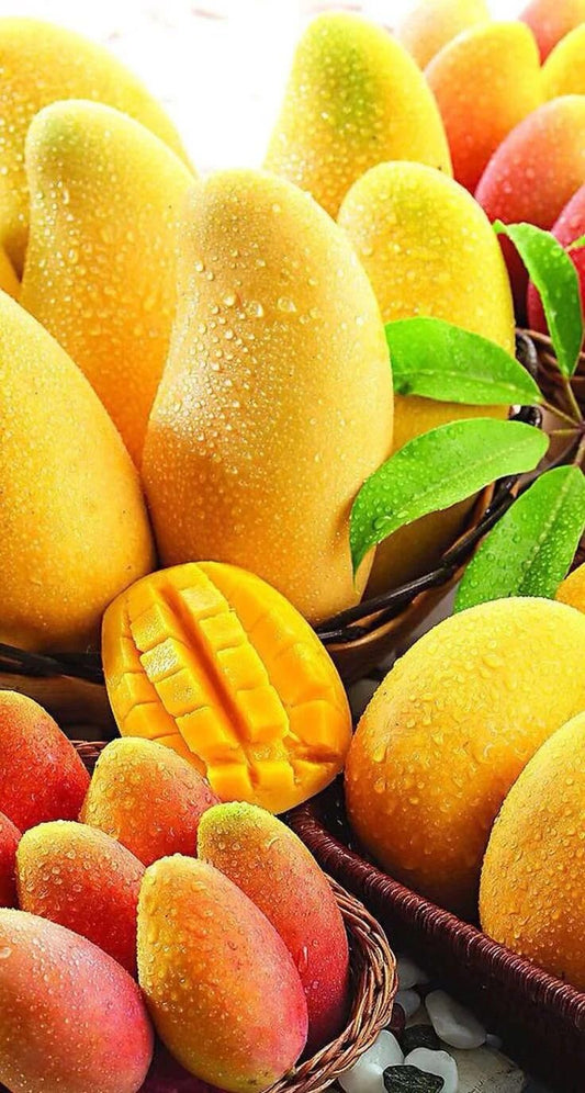 Live Plant - Gandaria Mango Live Tree 1-2Ft