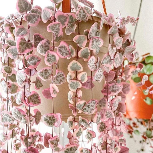 Variegated String of Hearts Plant Live Succulent 4 Inch Pot, Ceropegia Woodii Variegata, Hanging Plant for Home Office Decor, 4-7 Inch Tall