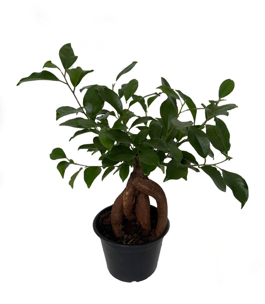 Chinese Ginseng Ficus Bonsai Tree - 6" Pot - House Plant or Bonsai