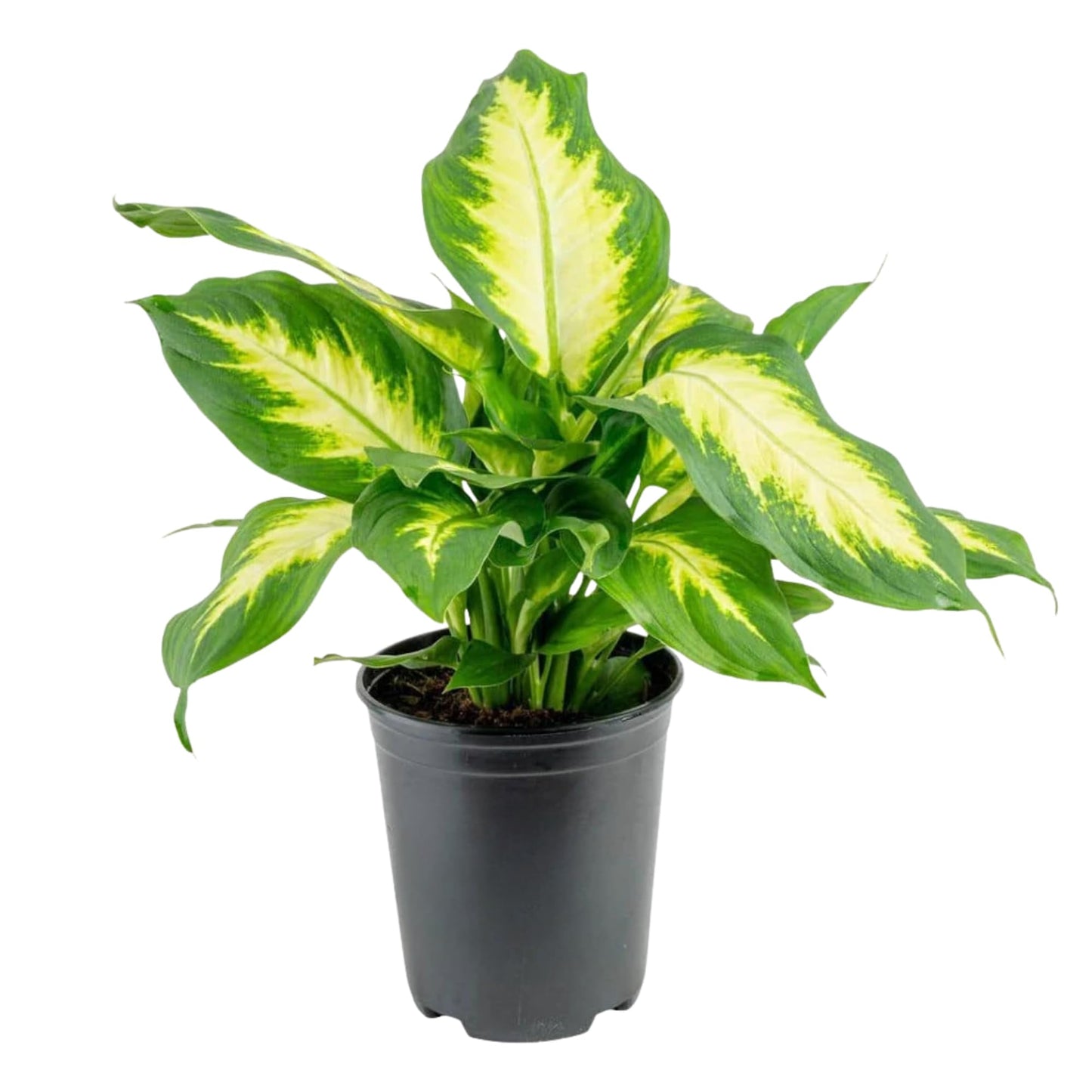 Dieffenbachia 'Dumb Cane' Live Indoor Houseplant, Variegated Green and White Tropical Foliage (Small Ceramic)
