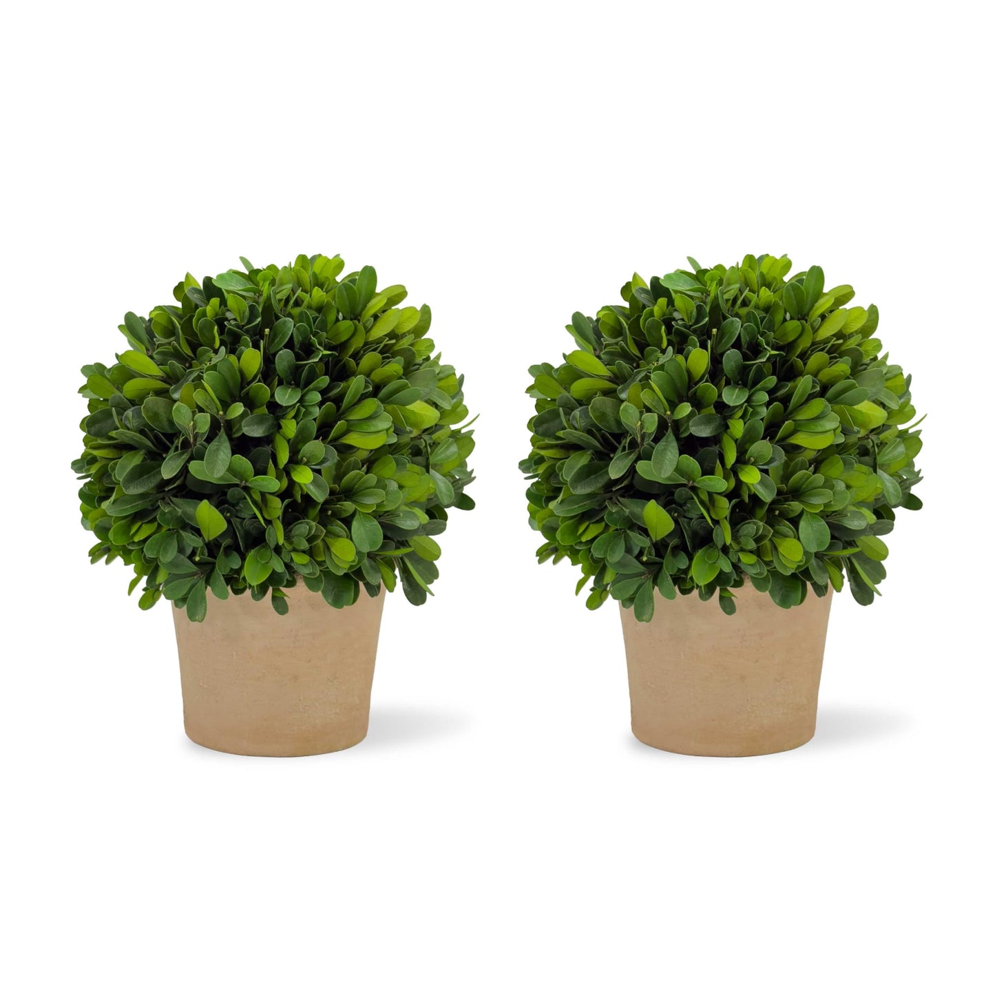 Shine Company Real Preserved Boxwood Ball Topiary in Terracotta Pot (8" Tall/6" Wide, Set of 2)