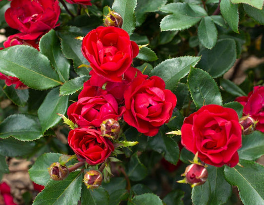 Live Plant - Petite Knock Out Rose - Live Plant (1 Qt)