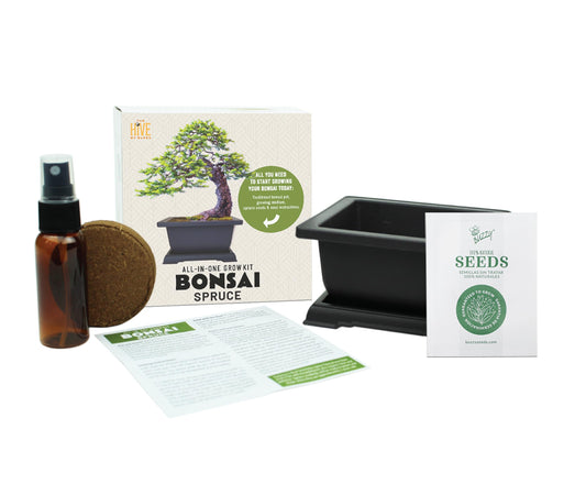 BUZZY Seeds Bonsai Starter Kit, Norway Spruce, Complete Indoor Gardening Gift, DIY Mini Tree Project, Soothing Indoor Hobby for Home or Office, Fun Stocking Stuffer, Housewarming Present