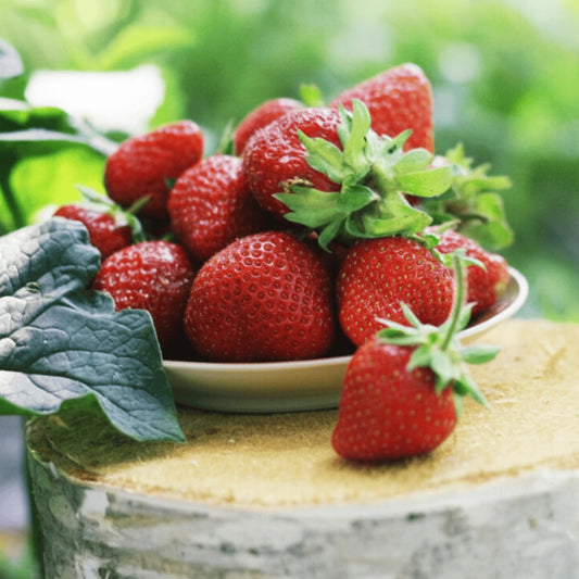 Allstar June Bearing Bare Root Strawberry Plants - Very Hardy, Great for Beginners - from Hand Picked Nursery (50)