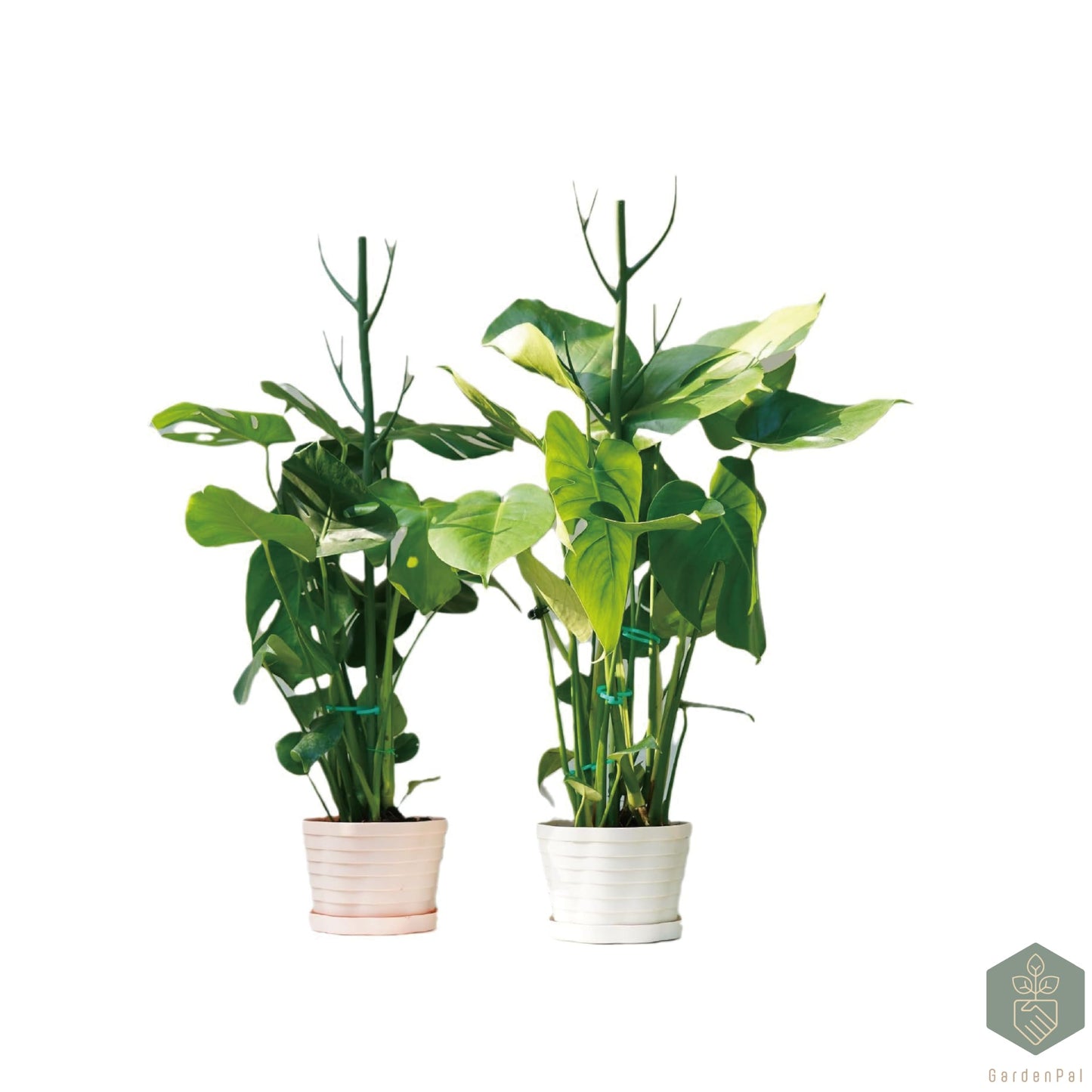 GardenPal 6 Pack 27.56" Detachable Plant Support Stakes - Indoor/Outdoor Monstera, Potted Plants and Climbing Plants, with Orchid Clips, Velcro Straps, Non-Rotting Plastic Natural Branch (Green)
