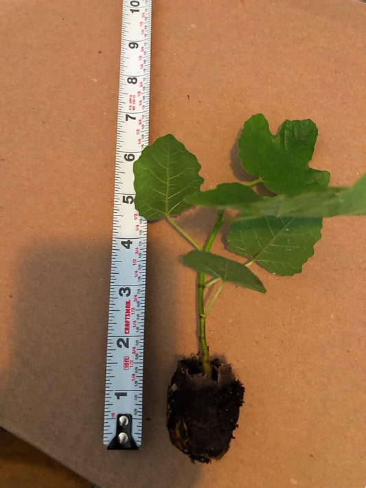 Live Plant - Fig Tree Combo Pack Cold Weather