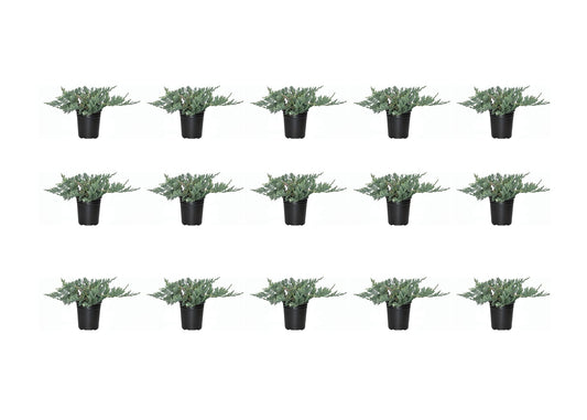 Blue Rug Juniper - 15 Live Plants - 4" Container Low Maintenance Evergreen Ground Cover