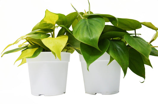 Philodendron Variety 2 Pack | Live Plant for Indoor & Outdoor | for Living Room, Office, Bathroom | (4" Pot)