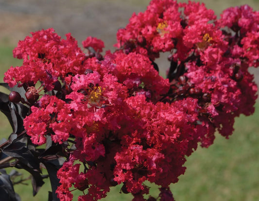 Live Plant - Raspberry Gelato Indulgence® Crape Myrtle - Live Plant - (2.5 Qt)