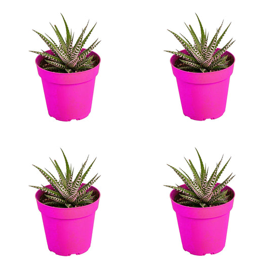 4 Pack Zebra Succulent in 4in Pot - Live Plants Tropical Houseplants | Variegated | USA Growers | The Snobby Leaf