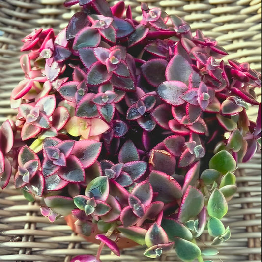 Calico Kitten Succulent Live in 4 Inch Pot | Pink Variegated Trailing Plant | Great for Window Ledges, Office Corners, and Compact Plant Displays