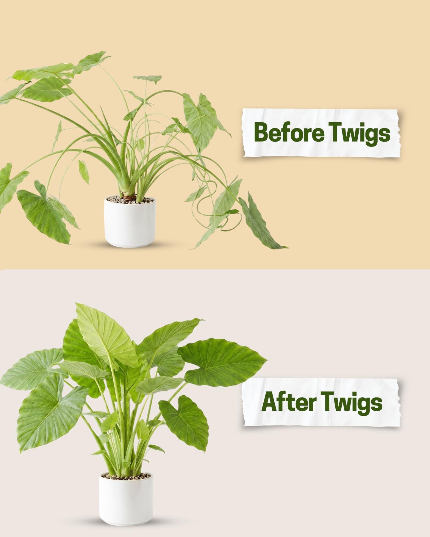 Twigs GA - Mini Twigs Plant Support Stakes for Small Plants, Indoor & Outdoor Use, Gardening Supplies, Garden Accessories, Trellis & Ring Alternative, Made in USA - Peony (Light Green), 10 Pack, 12" L