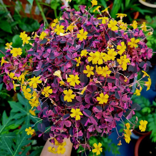 Burgundy Yellow Oxalis Plant, Yellow Shamrock Plants, 4-8 Inch Tall for Indoor or Outdoor Growing