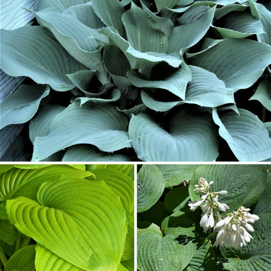 Easy to Grow Hosta 'Giants Collection' (9 Pack) Plant Roots for Gardening - Plantain Lily Mix of Colors and Textures for Shade Gardens