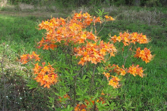 Live Plant - Tipsy TANGERINEAromi Azalea Rhododendron Deciduous Starter Plant
