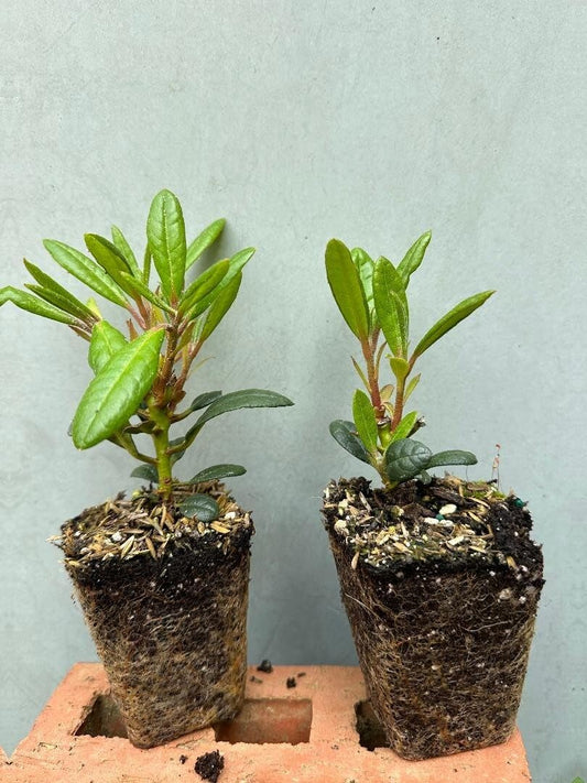Live Plant - YAKU Prince RhododendronWell Rooted Starter Plant