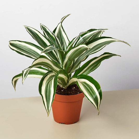 Dracaena 'Warneckii White Jewel' | Live Plant for Indoor & Outdoor | for Living Room, Office, Bathroom | (4" Pot)