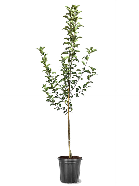 American Plant Exchange Apple Tree 'Haralson' – Live Fruit-Bearing Plant, 5-Gallon Pot, Cold-Hardy, for Home Orchards, Backyard Gardens & Edible Landscapes