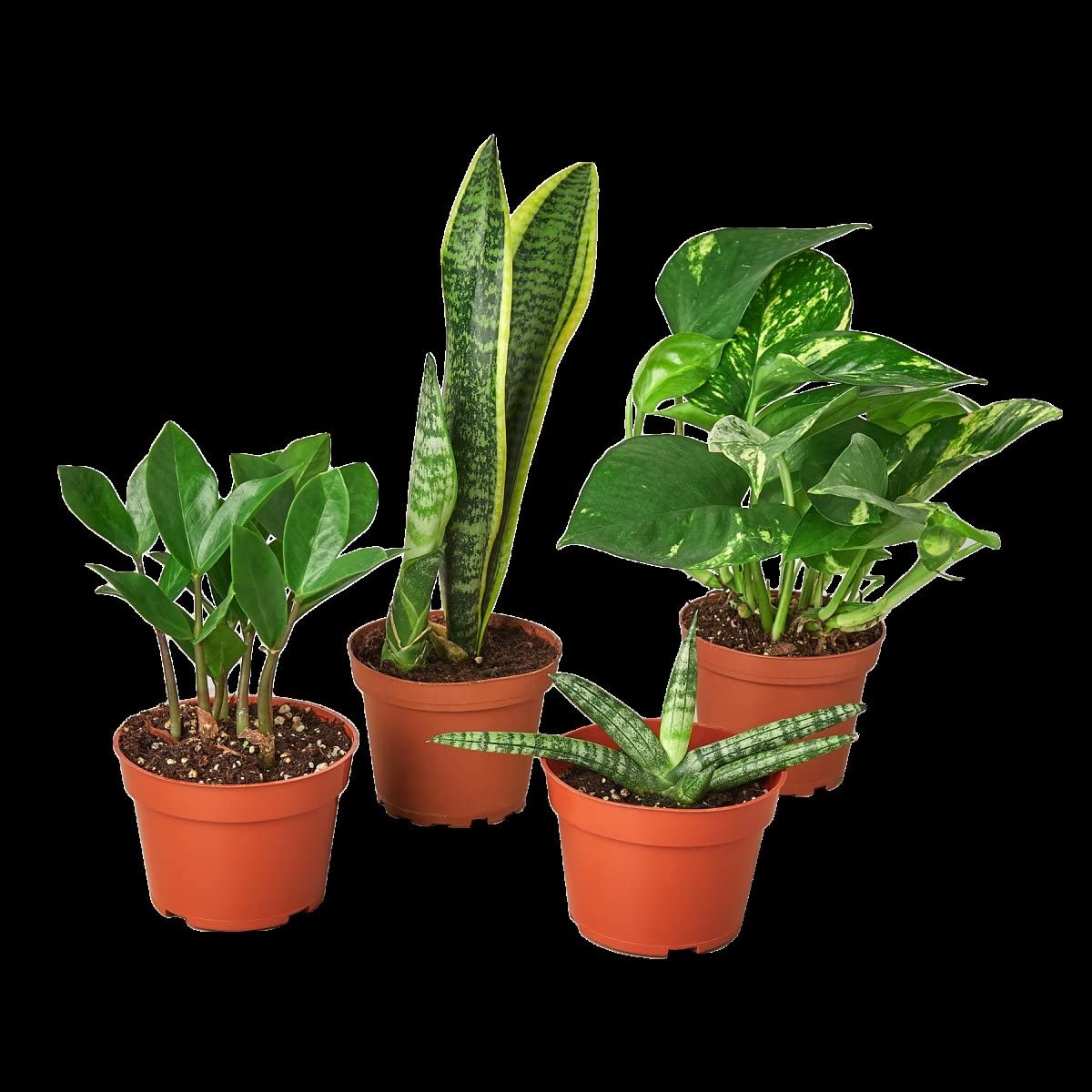 House Plant Bundle-Easy.CARE-4IN Easy Care Variety Bundle