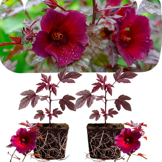 Pack of 2 Live Cranberry Hibiscus Plants, 4-6 Inches Tall, Hardy Flowering Plants, Ready to Grow, Suitable for Indoor or Outdoor Planting