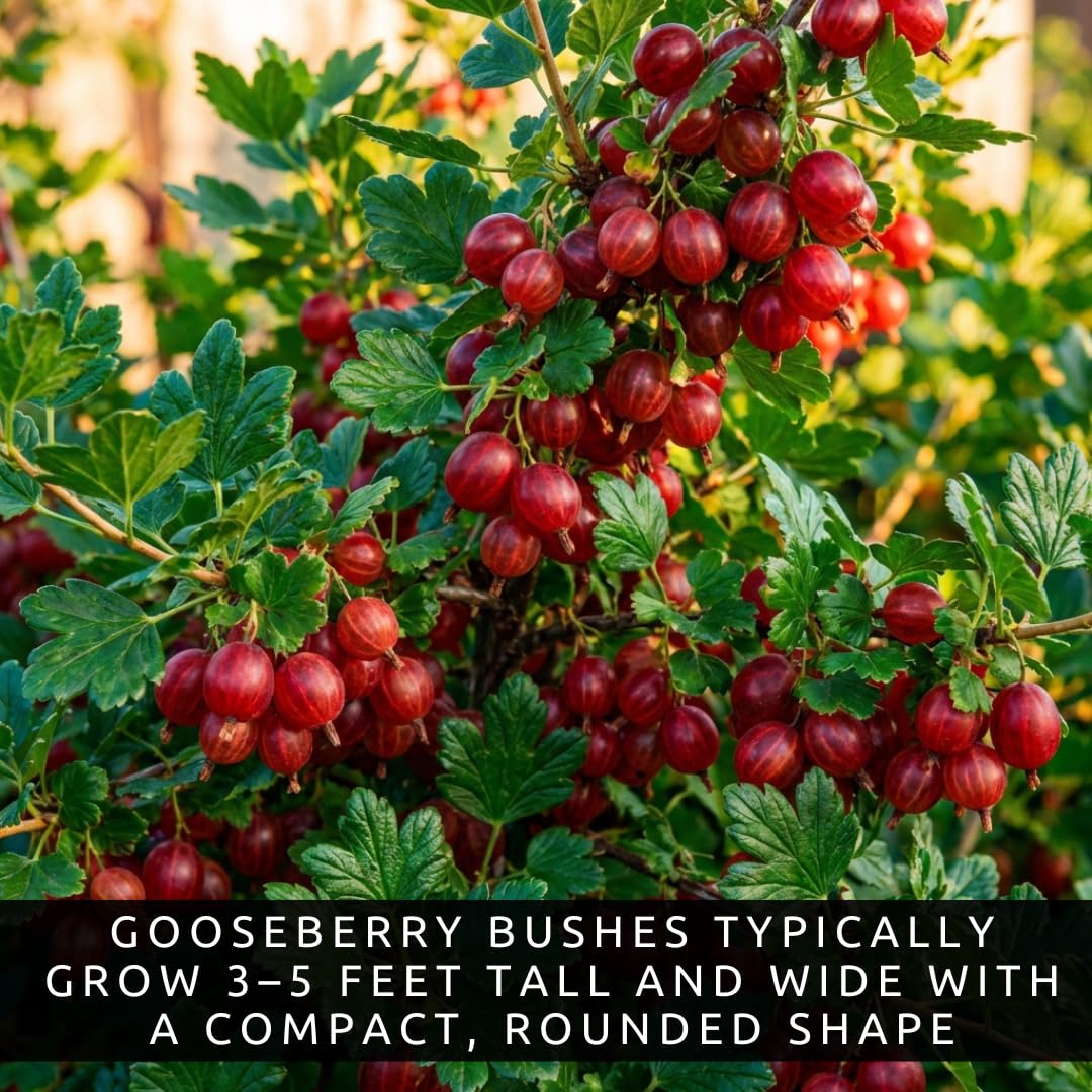2 Red Gooseberry Bush Live Plants – Edible Fruit Shrubs for Planting, Sweet-Tart Berries, Hardy Outdoor Garden Plants, Cold Tolerant, Backyard Orchard, Full Sun to Partial Shade (2 Plants)