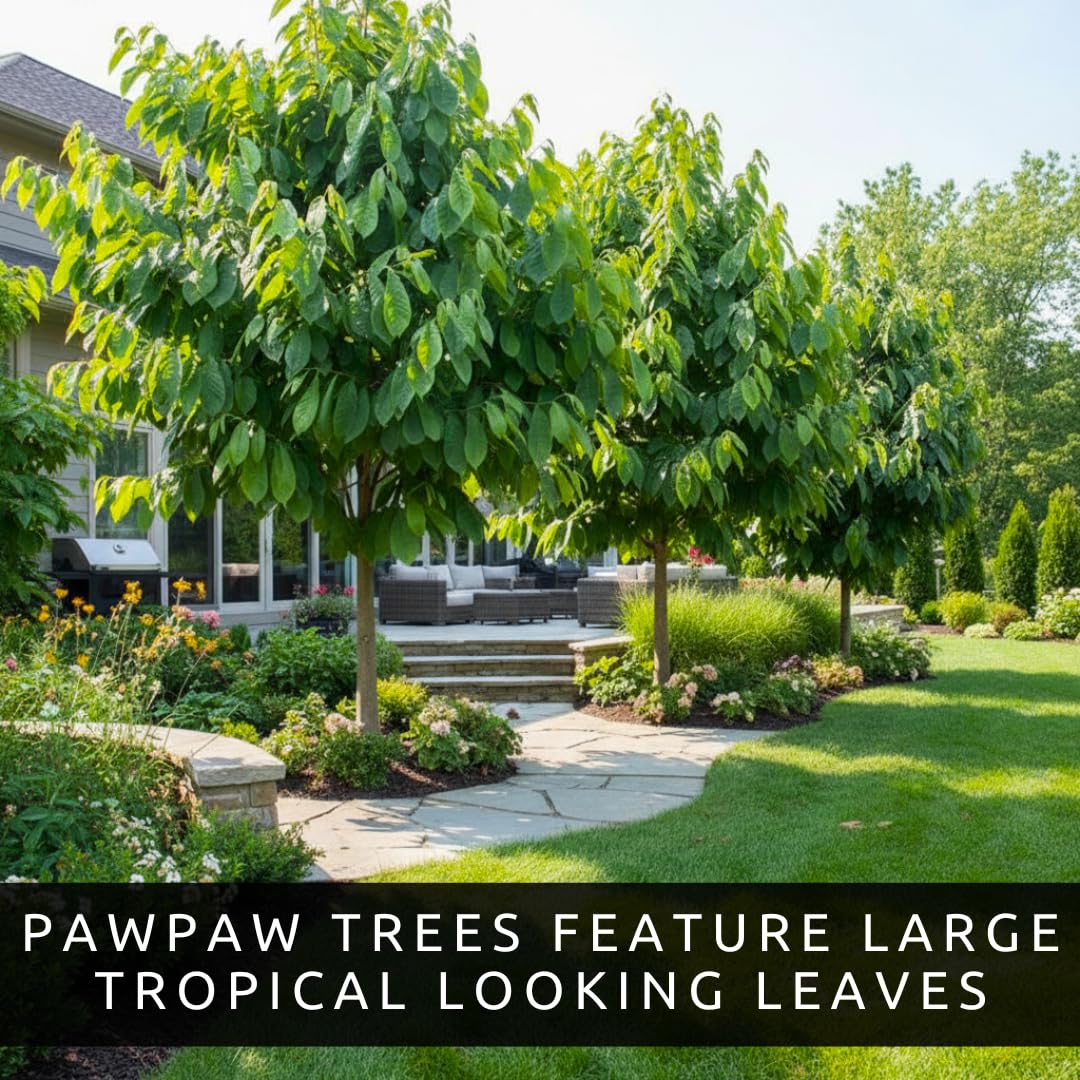 Pawpaw Tree Live Plants (Asimina triloba) – 1-2 Feet Tall Hardy Native Fruit Trees – Produces Delicious Tropical-Flavored Pawpaw Fruit – Fast Growing Backyard Orchard Plant (2 Trees)