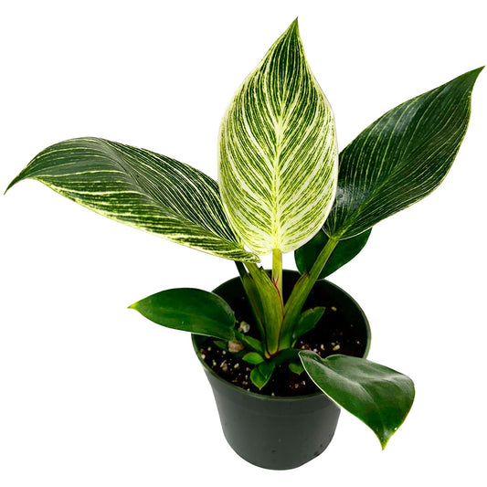 Philodendron Birkin Live Plant in 4" Pot - Philodendron Plant Live Easy to Care and Grow - Indoor Air Purifying Houseplants for Home Office Wedding Decor & Birthday Gift (Heat Pack Included)