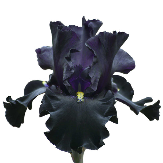 Senior Jinx Tall Bearded Iris Plant Potted - Black Flowers Garden Perennial, Stargazer Perennials