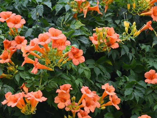 Greenwood Nursery: Live Perennial Plants - Orange Trumpet Creeper Vine + Campsis Radicans - [Qty: 3X Pint Pots] - (Click for Other Available Plants/Quantities)