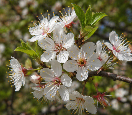 2 Chickasaw Plum Trees/Shrubs - 24-36" Tall Live Plants - Native Fruit Bushes - Prunus angustifolia - (2 Pack)