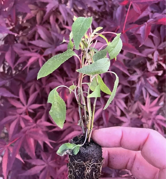 Live Plant - 5 Kiwi Prolific Vines. 5 for The Price of 4! self Pollinating