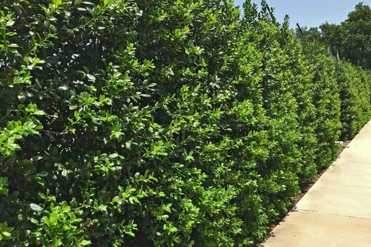 Live Plant - 3 Nellie R Stevens Holly Hedges/Shrubs/Trees - 8-12" Tall Live Plants, 2.5" Pots
