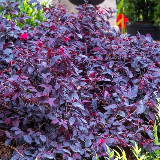 Red Diamond Loropetalum – Evergreen Shrub with Burgundy Foliage & Bright Pink Blooms for Year-Round Garden Color (3 Gallon/Potted/Single Plant)