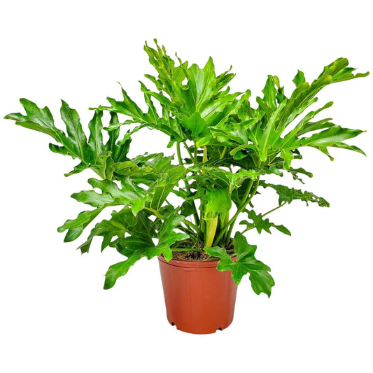 Philodendron Selloum - Tree Philodendron Plant Live - Philodendron House Plants - Overall Height 20" to 24" - Tropical Plants of Florida (Plant in Growers Pot)