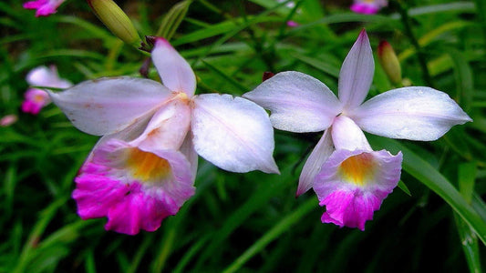 Hawaiian Bamboo Orchid Plant Root - Live Tropical Orchid, Easy Care Indoor Outdoor Flowering Plant with Fragrant Purple Blooms, Hawaii Grown Orchid