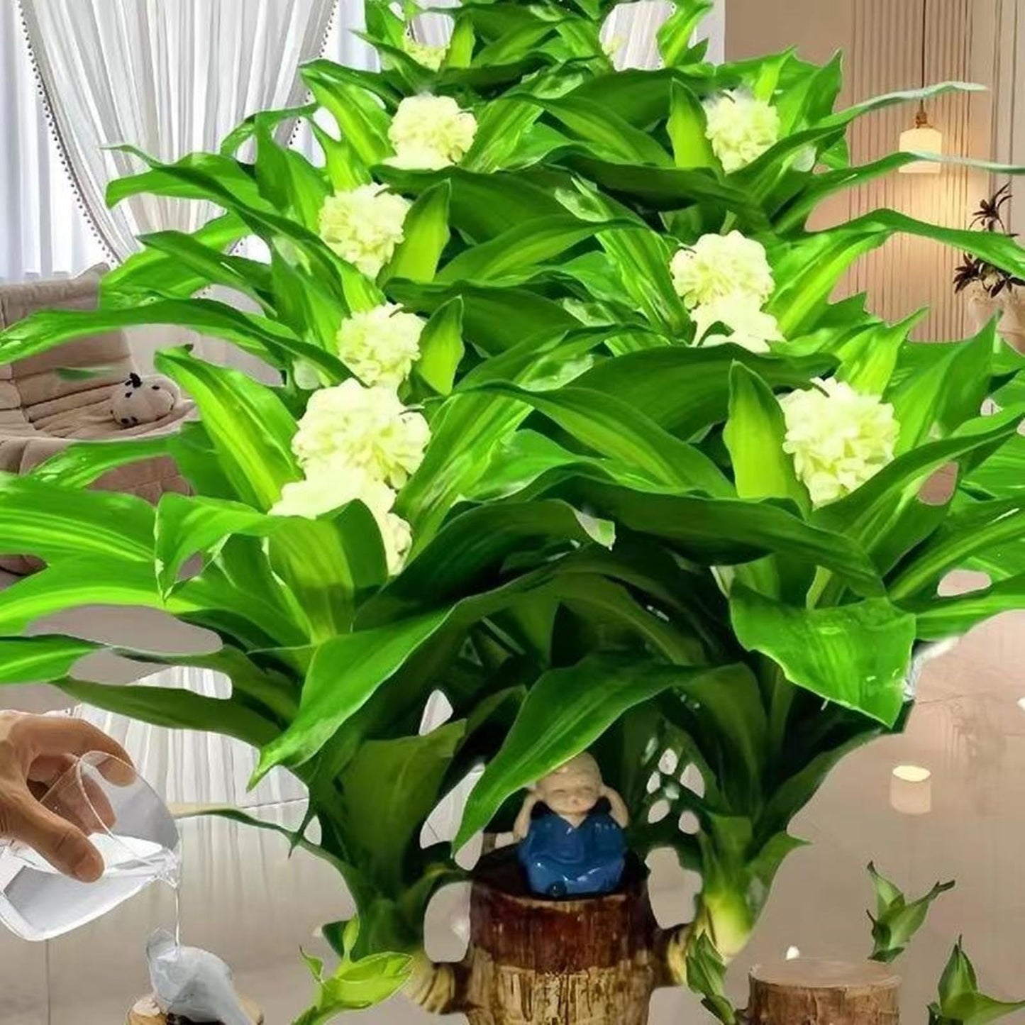 Brazilian Lucky Wood Plant,Brazilian Wood Doesn't Need to Wait to Sprout, Natural Air Cleaner, Suitable for Home Office Desk Decor (Panda)
