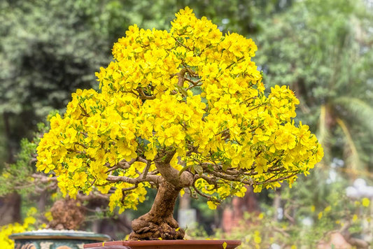 Apricot Bonsai Tree Seeds - 3 Large Seeds for Planting - Stunning Yellow Flowers and Fruit Bearing.
