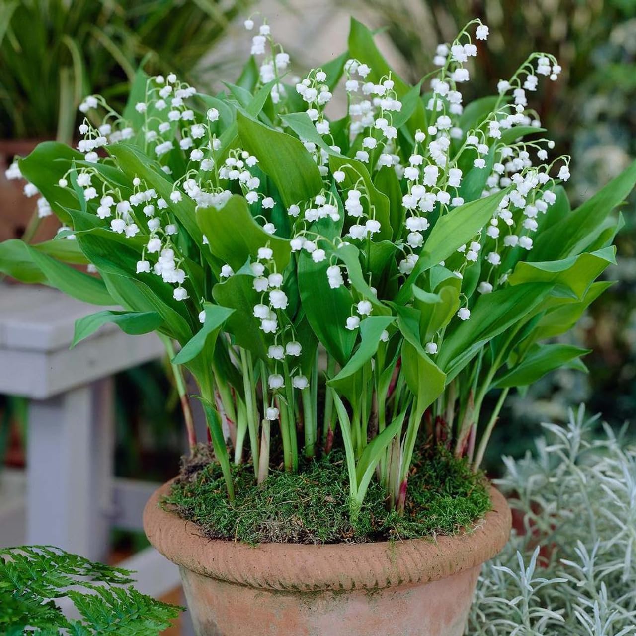 Votaniki White Lily of The Valley - Fragrant, Long Lasting Blooms, Perennial (Convallaria Majalis) Lily of The Valley Bare Root for Planting | Spring Flower, Perfect for Outdoor & Indoor (12 Pack)