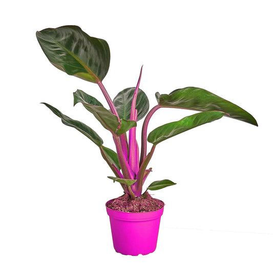Philodendron 'Congo Rojo' in 4in Pot - Live Plants Tropical Houseplants | Variegated | USA Growers | The Snobby Leaf