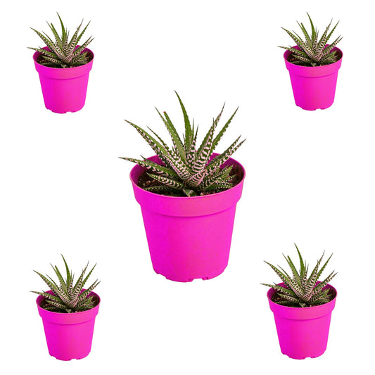 5 Pack Zebra Succulent in 4in Pot - Live Plants Tropical Houseplants | Variegated | USA Growers | The Snobby Leaf