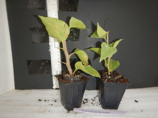 Live Plant - MS. Alice Bougainvillea Small Well Rooted Starter Plant