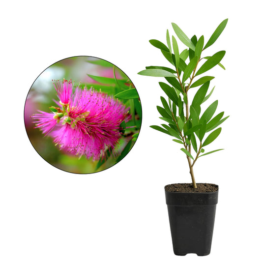 Purple Bottlebrush Starter Plant (Callistemon citrinus ‘Jeffersii’), 2-Inch Live Plant, Pink-Purple Floral Shrub for Outdoor Landscape Garden, Hummingbird & Butterfly Friendly