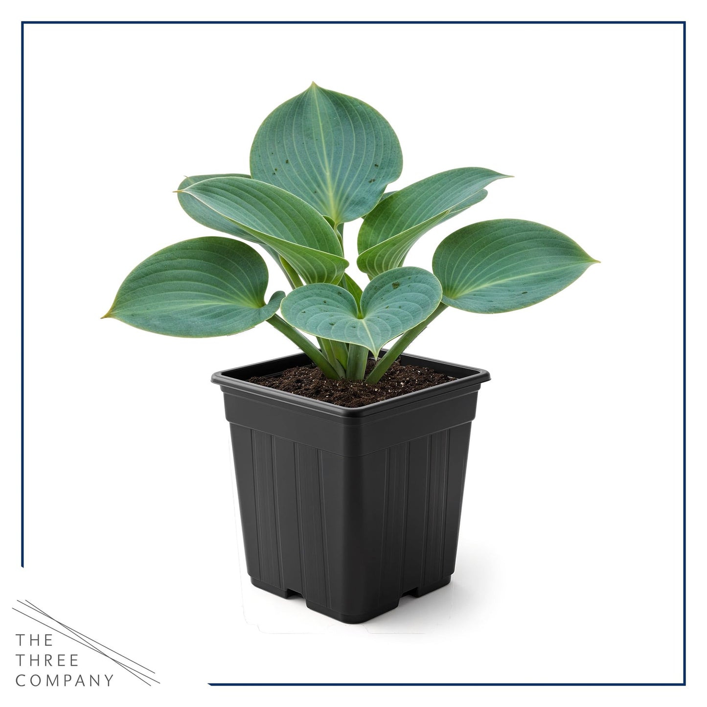 Live Perennial Hosta - Blue Cadet (3 Plants Per Pack) Beautiful Accent Plant, 10" Tall by 4" Wide in 1 Qt Pot