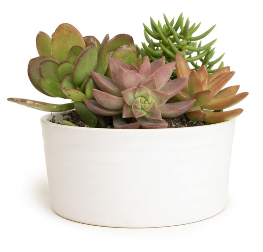 Succulents Plants Live in Garden Succulent Planters, Live Succulent Plants Live Plants in White Planter, Live Succulents Unique Gardening Gifts for Plant Lovers, Succulent Gifts by Plants for Pets
