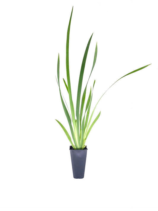 African Iris White - 10 Live Plants - Dietes Iridioides - Drought Tolerant Groundcover Grass