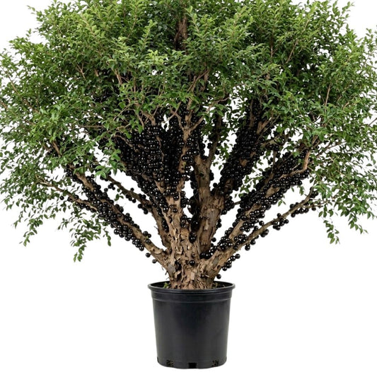 Sweet Black Jaboticaba Tree Live Plant, 2-3 Feet Tall, Jaboticaba Fruit Plants Live in 3 Gallon Pot, Jabuticaba Grapetree for Planting Outdoor Indoor, No Ship to CA