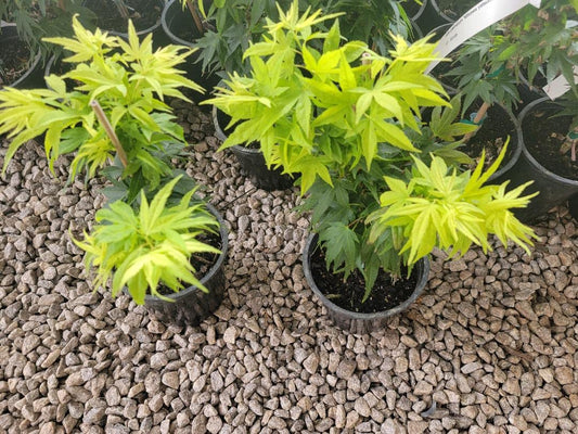 Mikawa Yatsubusa Dwarf Japanese Maple - Live Plant - (2.5 QT)